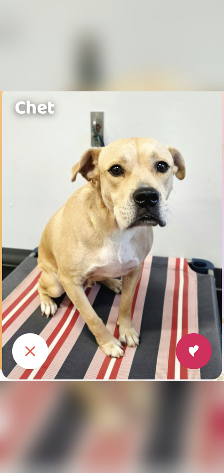 Adoptable dog card 3 in the Pawnd’r app
