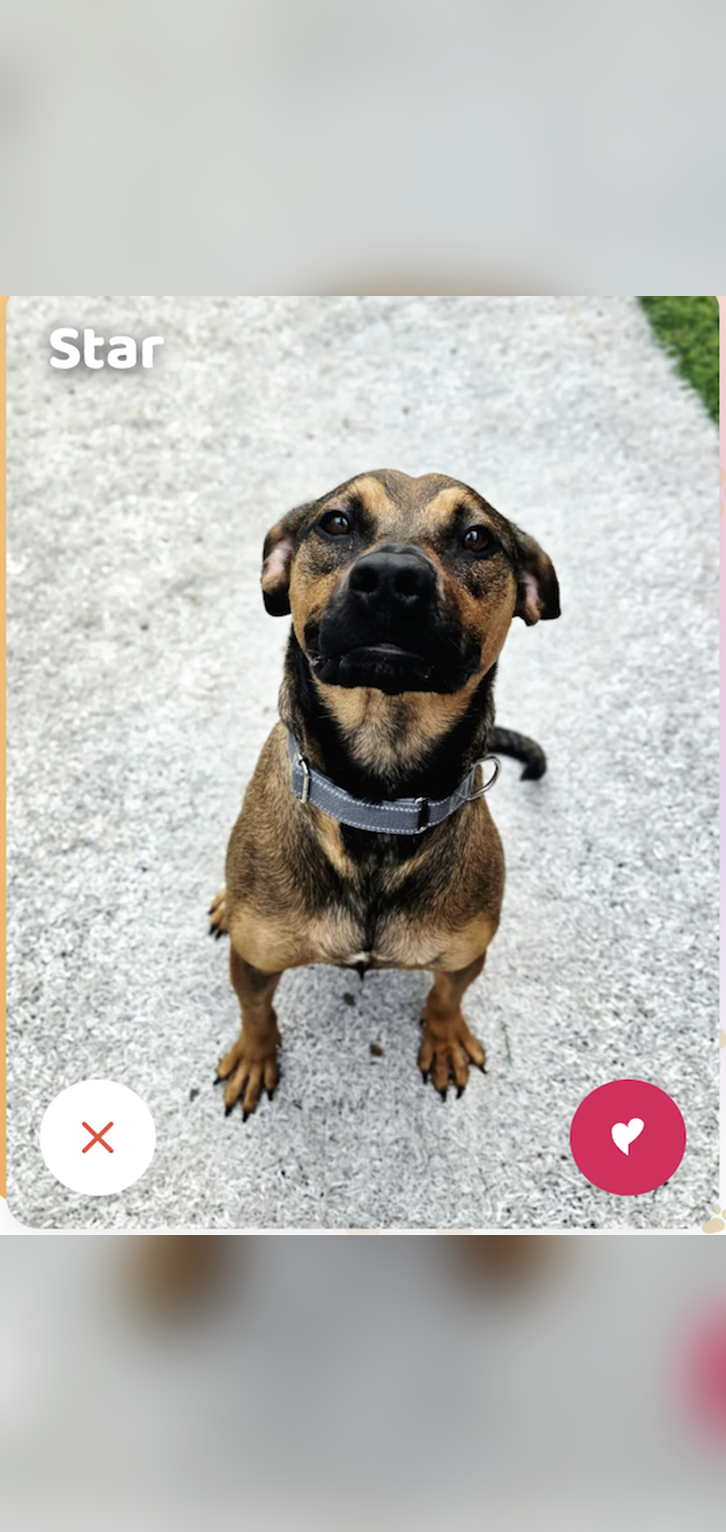 Adoptable dog card 2 in the Pawnd’r app