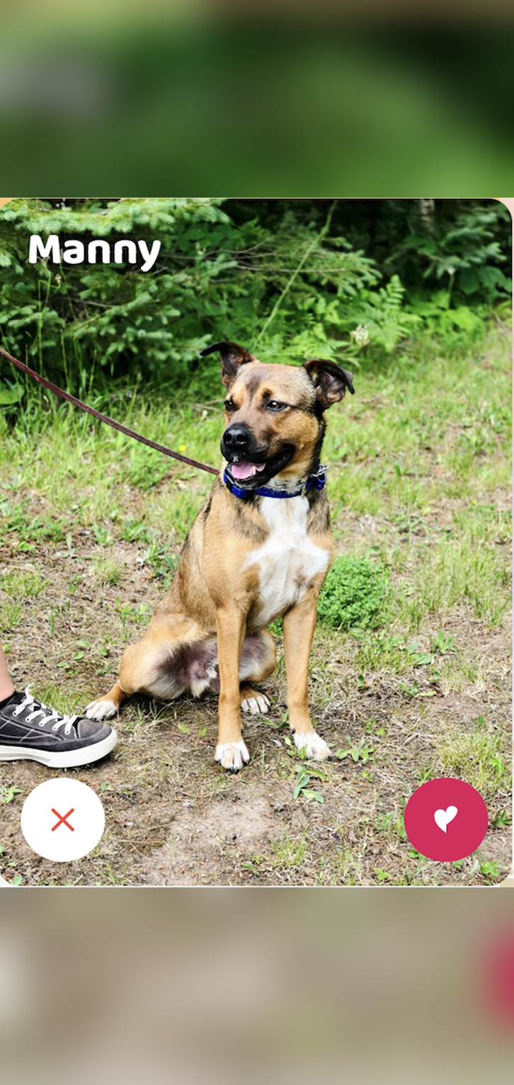 Adoptable dog card 1 in the Pawnd’r app